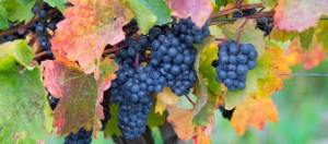 uva Barbera